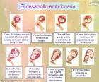 Ανάπτυξη του εμβρύου (Ισπανικά)